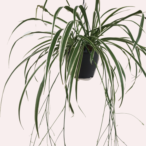 CHLOROPHYTUM - ASKILI KURDELA ÇİÇEĞİ 
