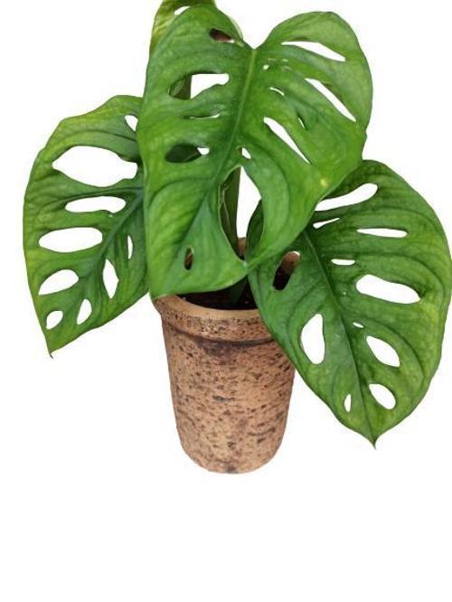 MONSTERA OBLİQUA DEVE TABANI SARMAŞIK CİNS ÖZEL TOPRAK SAKSISINDA