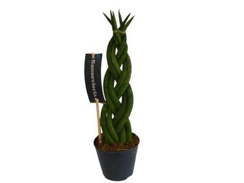 ÖRGÜLÜ SANSEVERIA CYLINDRICA