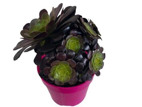 Aeonium Velour 15 Cm lik Saksıda