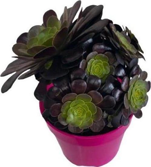Aeonium Velour 15 Cm lik Saksıda