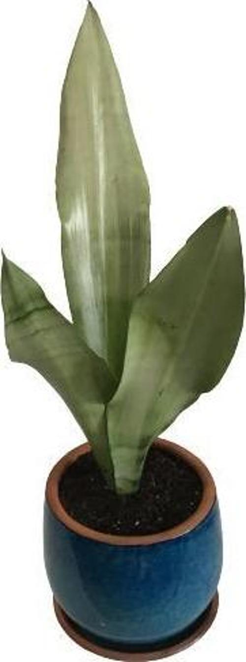 DEKORATİF TOPRAK SAKSIDA SANSEVİERİA MOONLİGHT ( SANSEVERYA )
