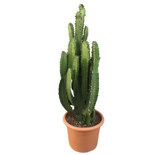 Büyük Boy Euphorbia Acrurensis