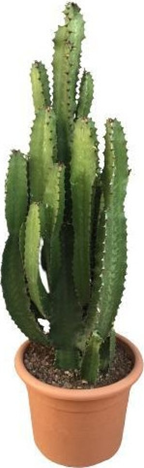 Büyük Boy Euphorbia Acrurensis