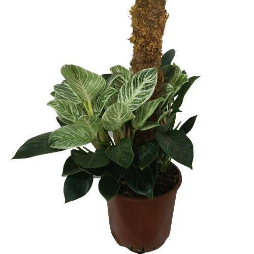 Philodendron Birkin 'White Wave' Kolleksiyonluk Çok Köklü