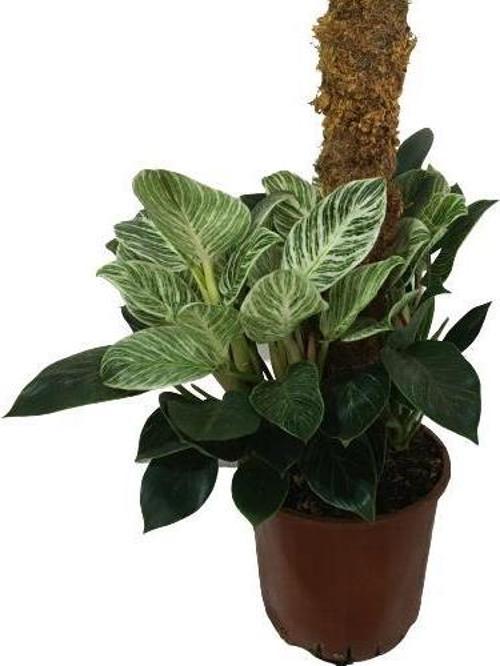 Philodendron Birkin 'White Wave' Kolleksiyonluk Çok Köklü