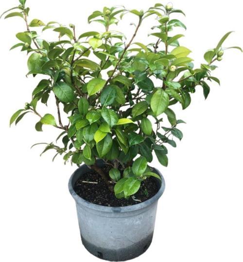 ÇOK YILLIK BÜYÜK BOY KAMELYA ÇİÇEĞİ (BEYAZ ÇİÇEKLİ)