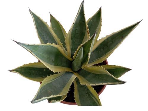 AGAVE AMERİCANO (BÜYÜK BOY)