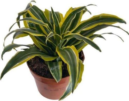 DRACAENA FRAGRANS LEMON LIME 