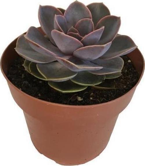 ÖZEL CİNS İTHAL ANAÇ SUKULENT