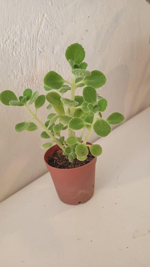 2'li Set Küba Kekiği Plectranthus Amboinicus Fidesi | Kokulu Mutfak & Balkon Bitkisi | Tıbbi Kekik