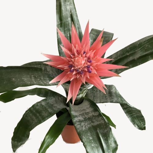  Açmeya Kupa Çiçeği - Aechmea Fasciata İTHAL ÜRÜN