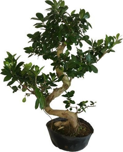ORTA BOY S BONSAİ (70 CM)