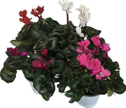DÖRT ADET CYCLAMEN - GÖÇMEN - SIKLAMEN ÇİÇEĞİ 14'LÜK SAKSIDA