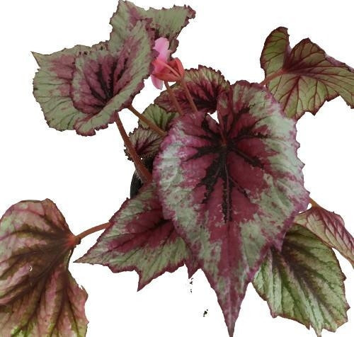 BEGONYA REX ALASCA