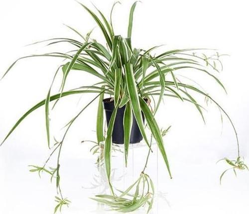 CHLOROPHYTUM -  KURDELA ÇİÇEĞİ 