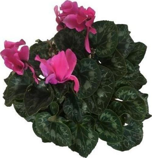 CYCLAMEN - GÖÇMEN - SIKLAMEN ÇİÇEĞİ 14'LÜK SAKSIDA PEMBE RENK