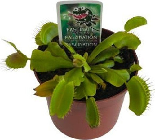 Dionaea Muscipula Venus Flytrap Sinekkapan Etobur Bitkisi