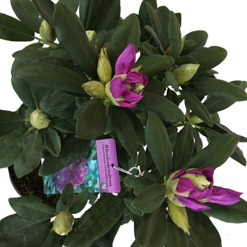 Orman Gülü ( Rhododendron )