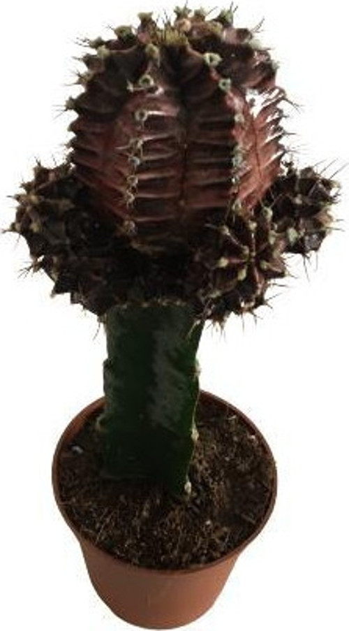 Bordo Renk Gymnocalycium İthal Aşılı Kaktüs