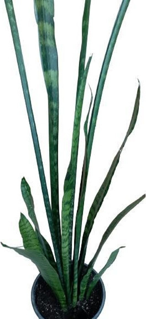 Sanseveria Zeylanica 120 Cm