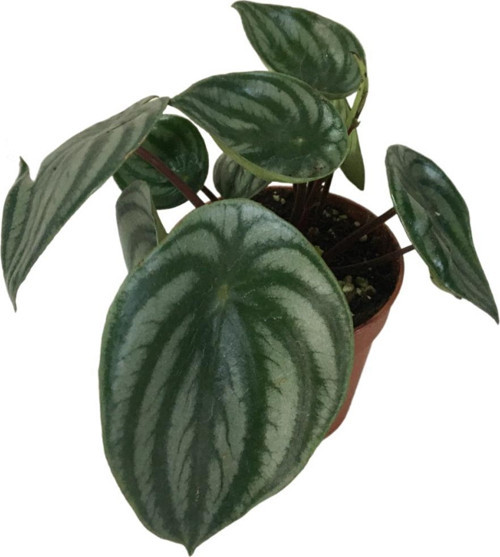 Peperomia Argyreia Watermelon
