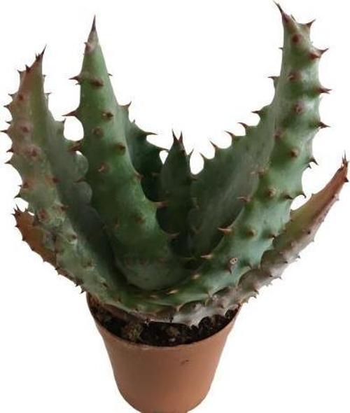 Aloe Ferox Kaktüs