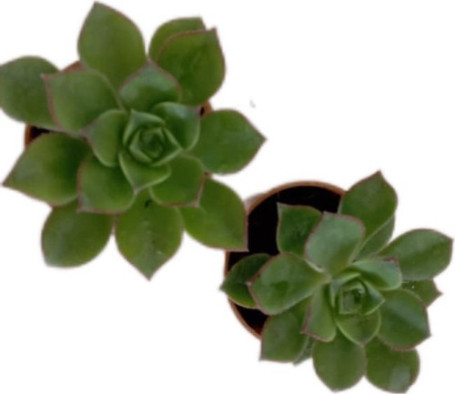 İki Adet Aeonium Kiwi (Sukulent)
