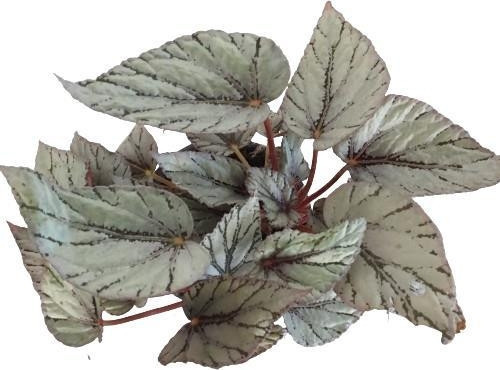 BEGONYA REX HAWAIIAN SİLVER (GRİ RENK)