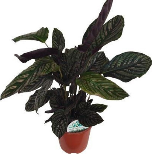 Calathea Ornata Sanderiana Dua Çiçeği