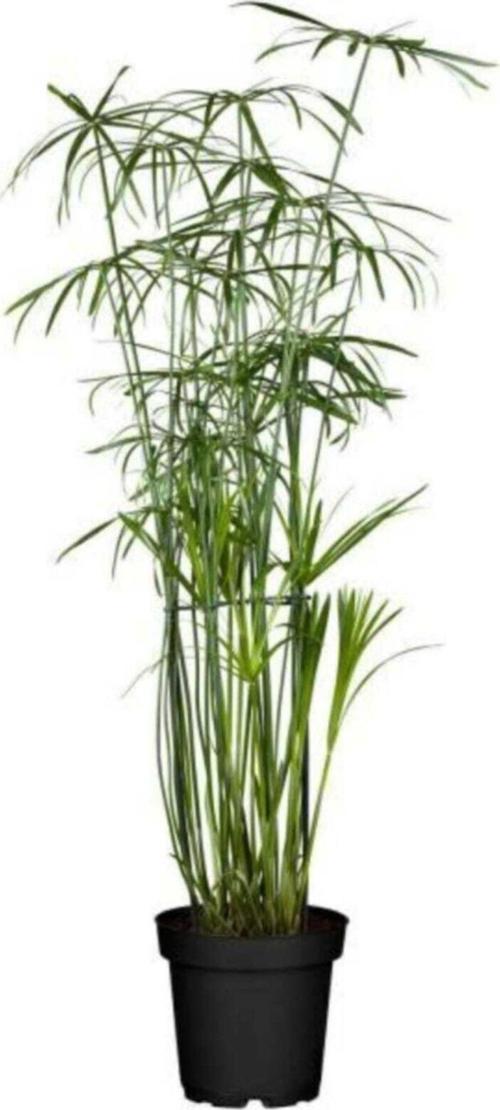 Japon Şemsiyesi 60-90