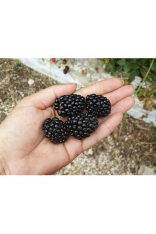 Jumbo Böğürtlen Fidanı ( Dikensiz ) Tüplü \ 30-60 Cm