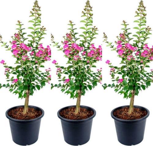 Videolu Hoş Kokulu 3 Adet Pembe Oya Ağacı Fidanı 30-50 Cm Tüplü\saksılı