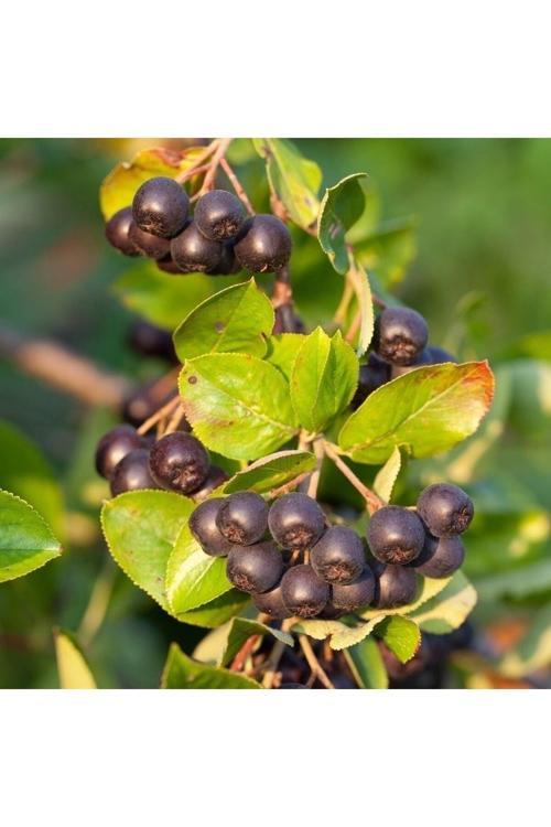 Saksıda Soğuklara Dayanıklı Her Bölgede Olabilen Aronya Aronia Fidanı