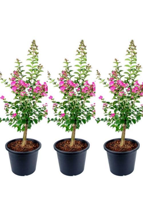 Videolu Hoş Kokulu 3 Adet Pembe Oya Ağacı Fidanı 30-65cm Tüplü\saksılı (LACEBARK PİNE SAPLİNG)