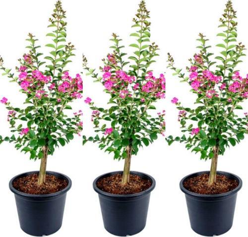 Videolu Hoş Kokulu 3 Adet Pembe Oya Ağacı Fidanı 30-65cm Tüplü\saksılı (LACEBARK PİNE SAPLİNG)