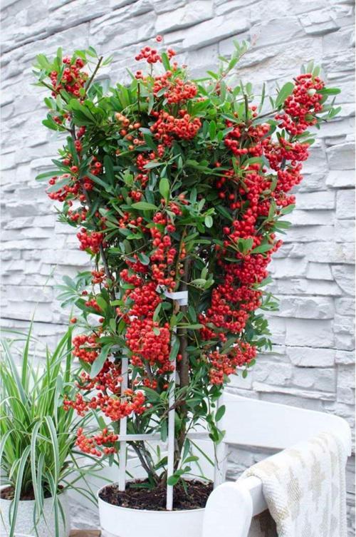 Saksılı Ateş Dikeni Beyaz Çiçekli Kırmızı Meyveli