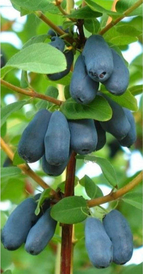 Bal Yemişi Fidanı - Honeyberry