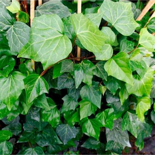 Kaya Sarmaşığı - Hedera Duvar Sarmaşığı Fidanı