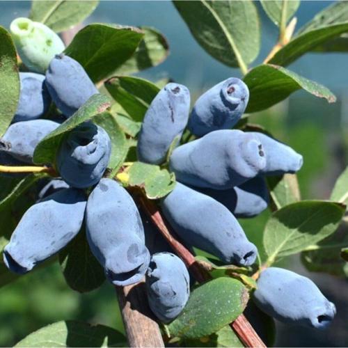 Saksılı Özel Üretim Honeyberry Bal Yemişi Fidanı