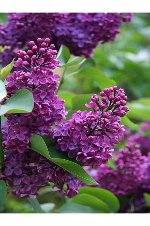Videolu Kokulu Leylak Fidanı Çiçeği 40-60 Cm Saksılı Çiçekli Bodur Bitkiler Lilac