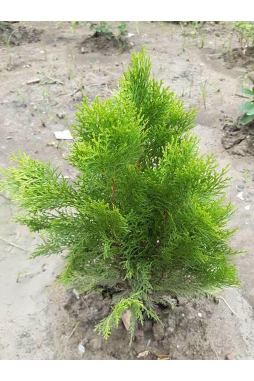 Videolu Leylandi Fidanı (40 60 CM)1 Adet Tüplü Dış Mekan Bitkisi Cupressocyparis Leylandii