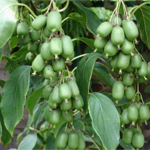 Salkım Kivi ( Üzüm Kivi, Sibirya Kivisi ) 30-45 Cm Boyunda 1 Yaşında