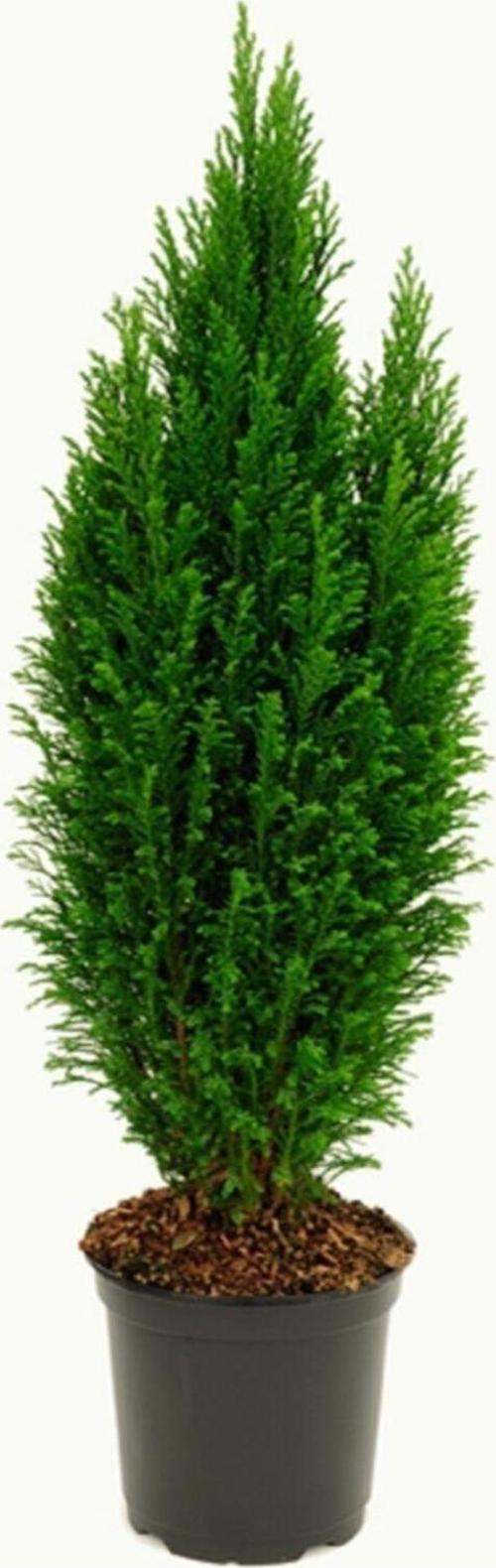 Salon Çamı Elwoodi Çamı 20 25 Cm Ev Bitkisi Ofis Bitkisi Salon Bitkisi Iç Ve Dış Mekan Bitkisi