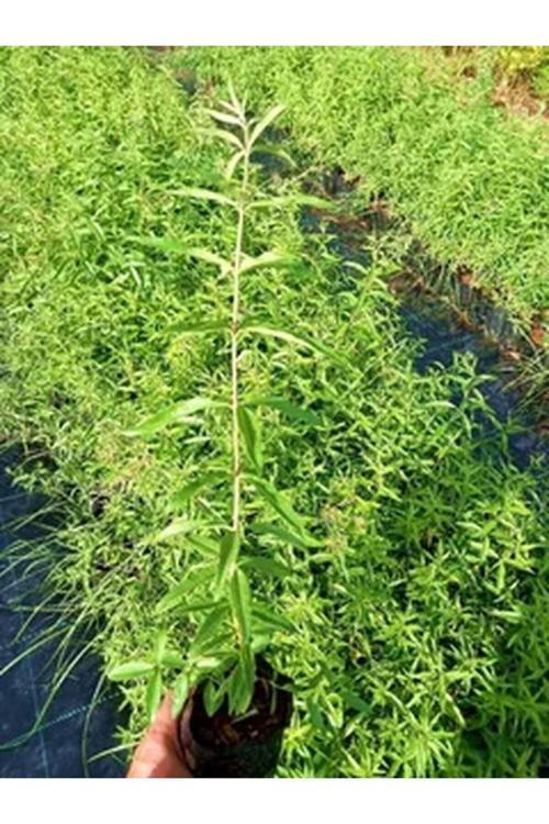 Videolu Limon Melisa Fidanı 40-60 Cm Saksılı Çiçekli Bodur Bitkiler Lemon Balm