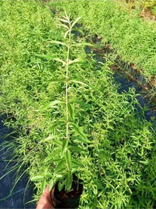 Videolu Limon Melisa Fidanı 40-60 Cm Saksılı Çiçekli Bodur Bitkiler Lemon Balm