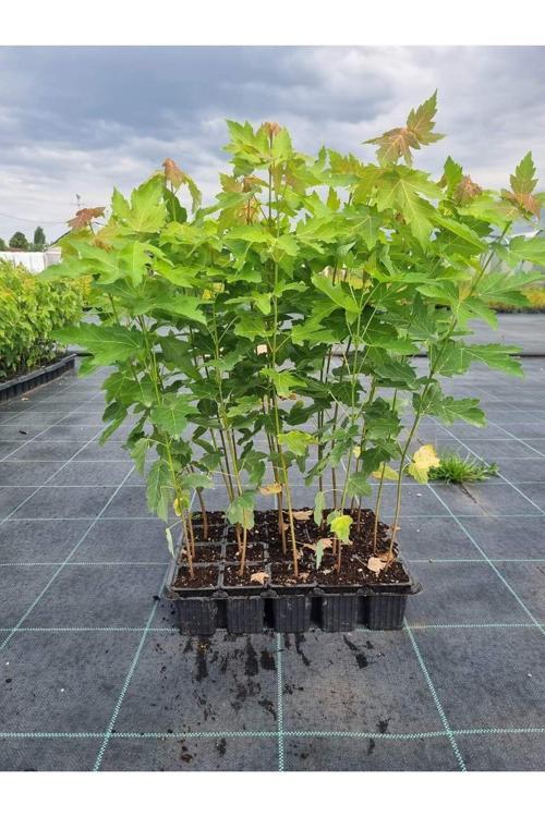 1 Şeker Akçaağaç Fidanı Bir Yeşil Bir Kırmızı Japon Akçaağaç (Acer Palmatum, Rubrum, Saccharum)