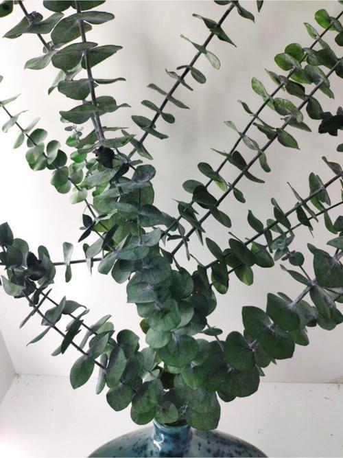 1. Kalite Üreticiden Şoklanmış Okaliptus Büyük Boy, Şoklu Okaliptüs