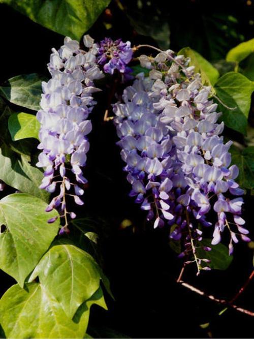 Videolu Mor Salkım Çiçeği Fidanı Bahçe Balkon Bitkisi (30 40CM)1 Adet Saksılı Buddleja Davidii