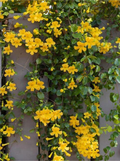 Sarı Yasemin Çiçeği Fıdanı (60 70 CM)1 Adet Saksılı Dış Mekan Bitkisi Jasminum Mesnyi